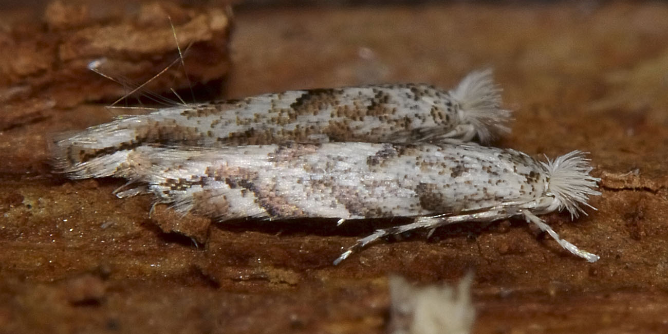 Gracillariidae : Phyllonorycter cfr. comparella